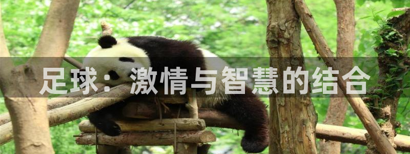 JJB竞技宝官方正版app娱乐:足球:激情与智慧的结合